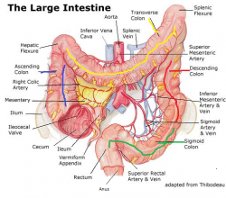 Anatomy/Digestive System - Wiki - Scioly.org